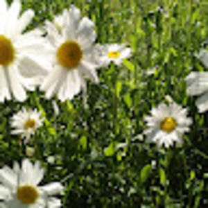 Meet your Posher, Chelcea